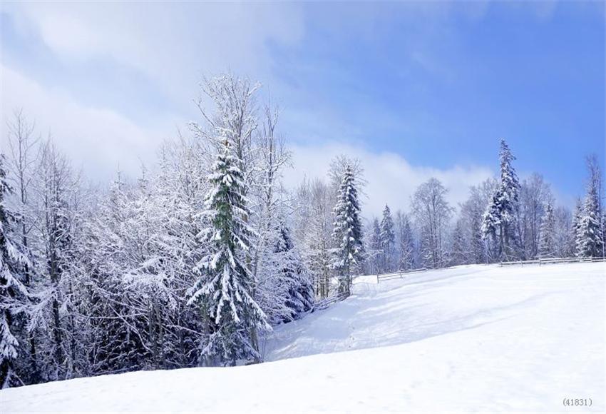 Winter Blue Sky Snow Backdrop