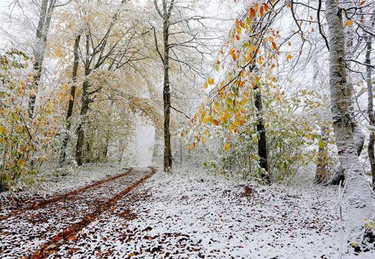 Autumn Snow Tree Winter Backdrop for Photography Prop