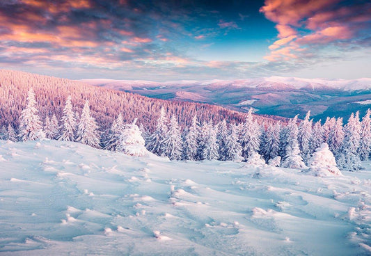 Winter Snow Cover Forest Backdrop for Photography