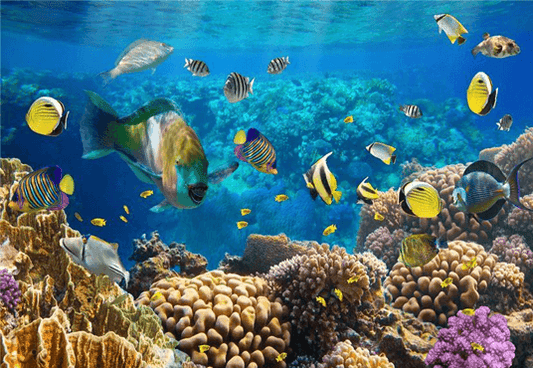 Tropical Fish Undersea Coral Baby Show Photo Booth Backdrops