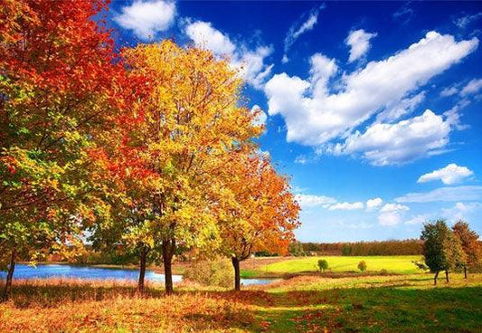 Autumn Red Maple Tree Blue Sky Photo Backdrops