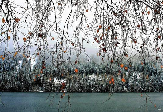 Autumn Scenery Photography Backdrops