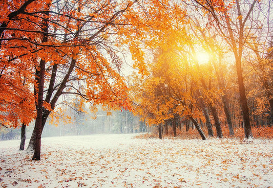 Red Maple Snow Photography Backdrop Winter Background