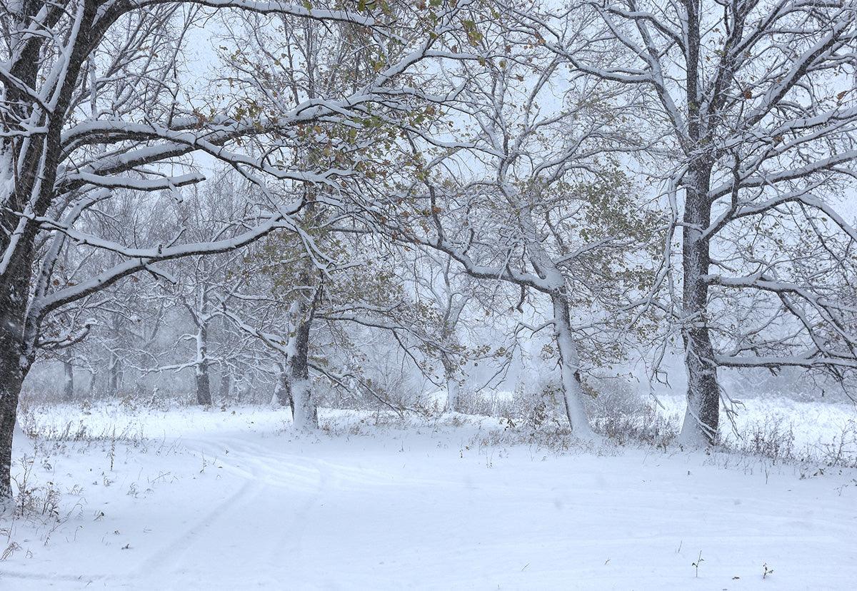 Winter Snow Tree Backdrop For Photography Backdrop
