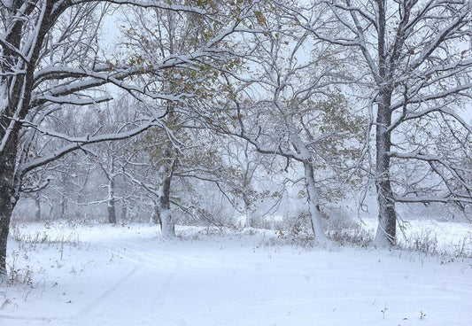 Winter Snow Tree Backdrop For Photography Backdrop