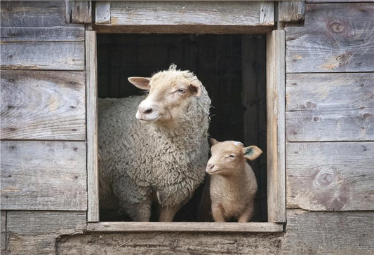 Sheep House Wooden Nature Photo Booth Prop Backdrops