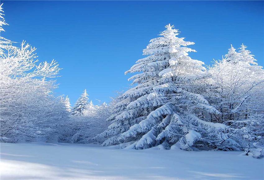 Winter Snow Forest Backdrop for Photography
